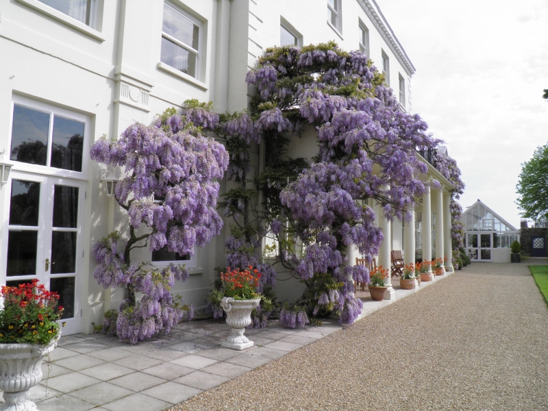 National Garden Scheme Open Gardens 2023 A Rare Chance to Visit Three