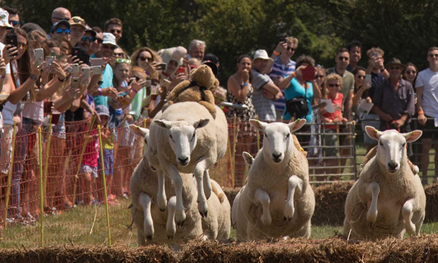 Sark Sheep Racing | Visit Guernsey