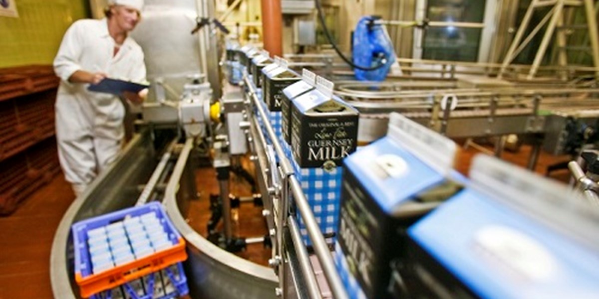 Guernsey Dairy Tour Experience